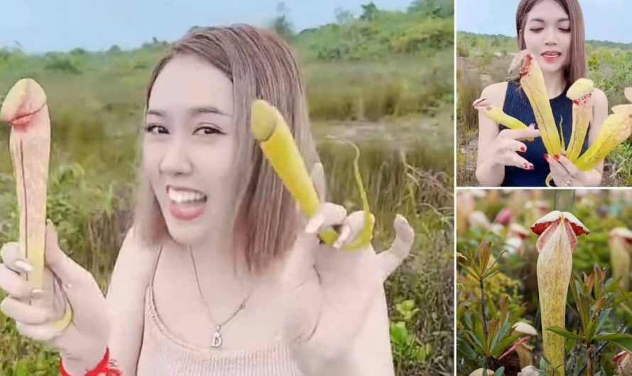 Cambodge: le gouvernement demande aux tourristes d’arrêter de cueillir les “fleurs pénis”