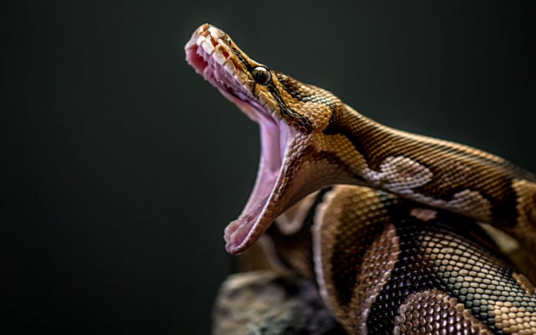 Un jeune homme de 27 ans décède, après avoir été étranglé par son serpent domestique en Pennsylvanie, aux Etats-Unis.