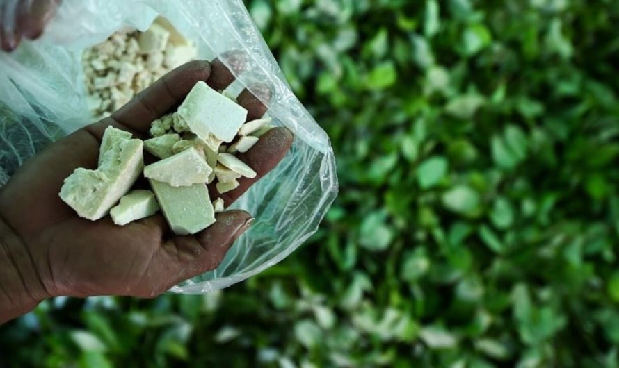 Colombie: le président Petro propose des discussions aux cultivateurs de coca